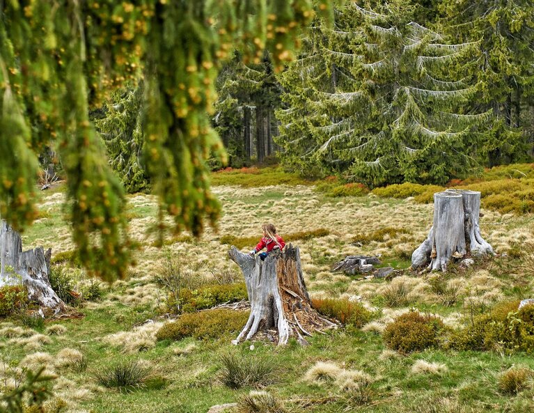 Ein Mädchen sitzt auf einem abgebrochenen und morschen Baumstamm auf einer moos- und grasbewachsenen Lichtung. | © Bodenmais Tourismus & Marketing GmbH