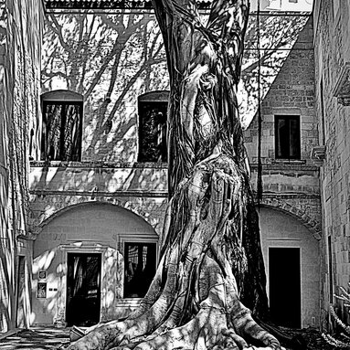 Schwarz-Weiß Fotografie eine Baumes in einem Innenhof | © Wilhelm Huber