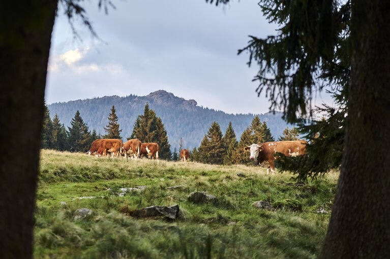 Auf einer hochgelegenen Weide im Wald stehen Kühe. | © Bodenmais Tourismus & Marketing GmbH