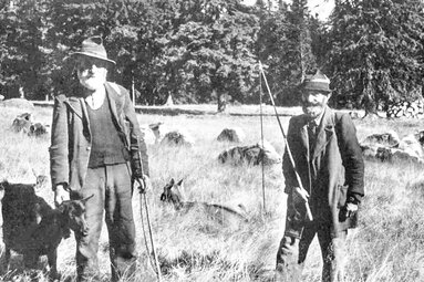 Alte Schwarz-weiß Fotografie zweier Bodenmaiser Waldhierten mit Vieh auf einem der Schachten | © Archiv Prof. Reinhard Haller