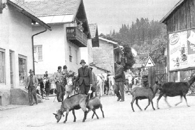 Alte schwarz-weiß Fotografie vom Viehabtrieb von den Schachten in der Nähe der Kuhbrücke | © Archiv Prof. Reinhard Haller