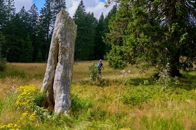 Eine Wanderin läuft über eine Wiese, auf der ein großer toter Baum steht | © Bodenmais Tourismus & Marketing GmbH