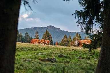 Blick durch Bäume auf den Berggüttenschachten mit Kühen. | © Bodenmais Tourismus & Marketing GmbH